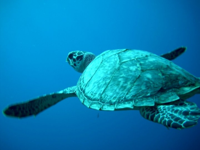  Sea turtle 